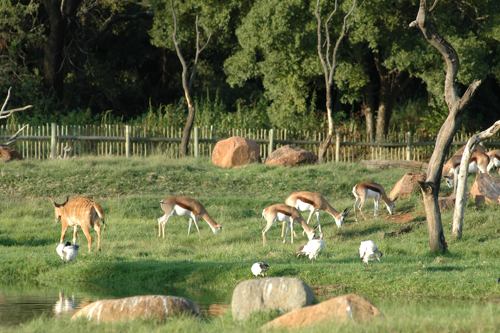 Pretoria National Botanical Gardens